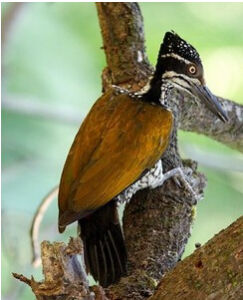 棕斑啄木鳥 棕斑啄木鳥