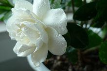 林蘭[梔子花的別名]