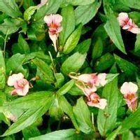 細柄鳳仙 細柄鳳仙