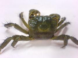 無齒相手蟹 無齒相手蟹