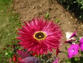 玫紅永生菊 玫紅永生菊