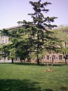 山東農業大學林學院 山東農業大學林學院