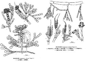 西沙擬果絲藻 西沙擬果絲藻