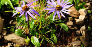 多花麗江紫菀 多花麗江紫菀