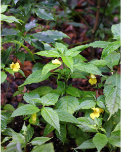 小距鳳仙花 小距鳳仙花