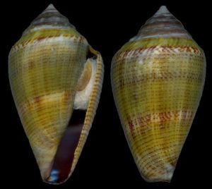 高腰芋螺 高腰芋螺