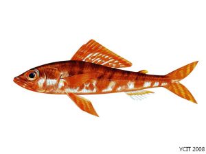 日本姬魚 日本姬魚