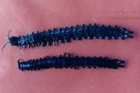 少棘巨蜈蚣 少棘巨蜈蚣