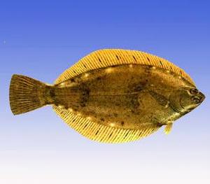 鈍吻黃蓋鰈 鈍吻黃蓋鰈