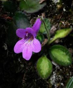 圓唇苣苔(原變種) 圓唇苣苔(原變種)