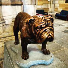 耶魯大學吉祥物