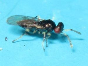 旋小蜂科 旋小蜂科