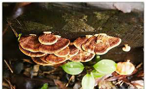 褐扇小孔菌