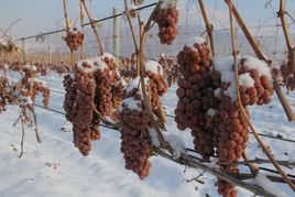 東寧冰酒 東寧冰酒