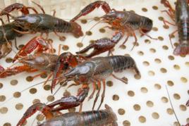 魚台龍蝦 魚台龍蝦