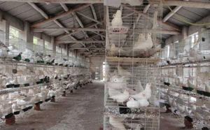肉鴿養殖技術 肉鴿養殖技術
