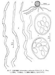 黨參單囊殼 黨參單囊殼