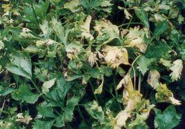 芹菜葉斑病 芹菜葉斑病