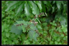 黃花虱麻頭[黃花虱麻頭]