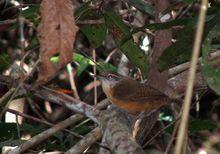 黃胸葦鷦鷯(圖3)