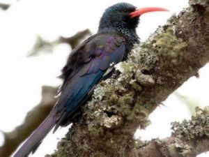 小彎嘴林戴勝 小彎嘴林戴勝