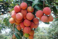 荔枝[水果類植物]