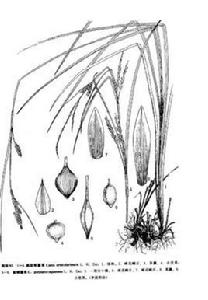 圓堅果薹草 圓堅果薹草