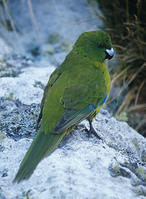 反極綠鸚鵡