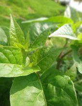 丁香葉原植物生態