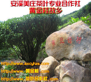 安溪美莊茶葉專業合作社 安溪美莊茶葉專業合作社