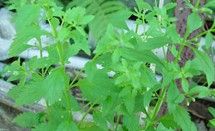 藤子甘草 藤子甘草