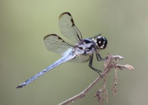 斑翅蜻蜓 斑翅蜻蜓