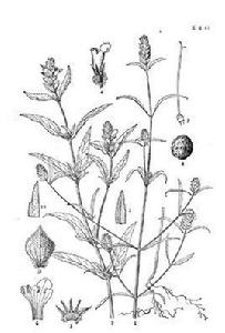 香薷[唇形科香薷屬植物]