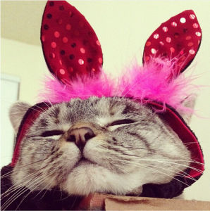 超萌的喵星人圖片