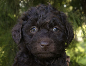 拉布拉多德利亞犬 拉布拉多德利亞犬