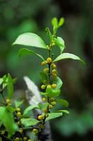 瘤果槲寄生(圖1)