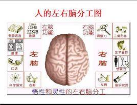 左腦思維型 左腦思維型