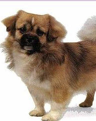 西藏獵犬 西藏獵犬