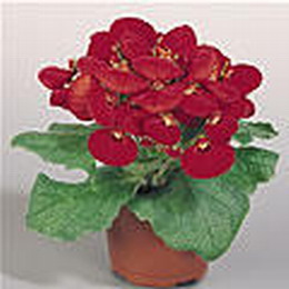 （圖）西洋櫻草