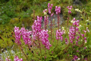 之形喙馬先蒿 之形喙馬先蒿