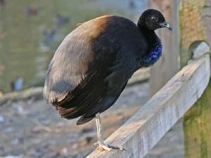 喇叭鳥屬 喇叭鳥屬