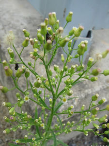 細莖飛蓬 細莖飛蓬