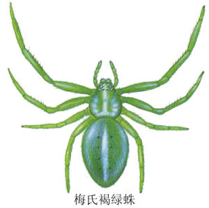 白斑褐綠蛛