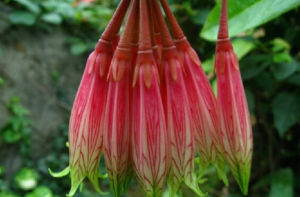 長圓葉樹蘿蔔 長圓葉樹蘿蔔