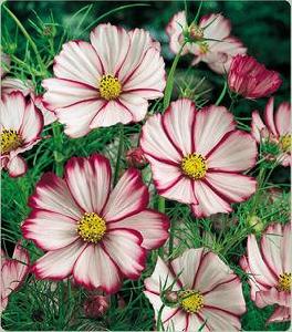 十月幸運花 十月幸運花