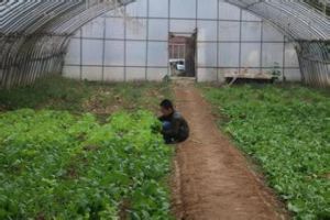 摩登家庭農場 摩登家庭農場