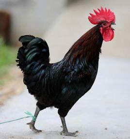 萊蕪吉山黑雞 萊蕪吉山黑雞