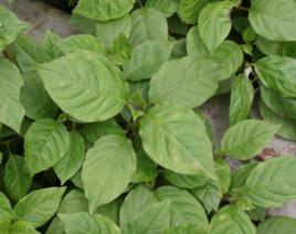 牛膝莖葉 牛膝莖葉