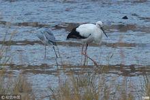 東方白鸛現身青島