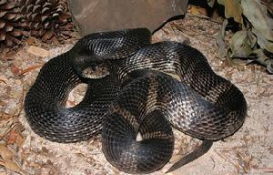 北美松蛇黑色亞種